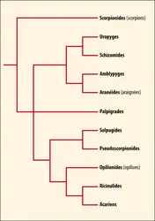 Arachnides : classification - crédits : Encyclopædia Universalis France