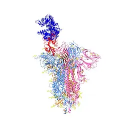 Structure moléculaire de la protéine Spike du SARS-CoV-2 - crédits :  Dr V. Padilla-Sanchez, PHD/ Washington Metropolitan University / Science Photo Library 