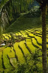 Rizières aux Philippines - crédits : Jerry Alexander/ Getty Images