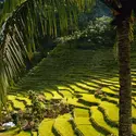 Rizières aux Philippines - crédits : Jerry Alexander/ Getty Images