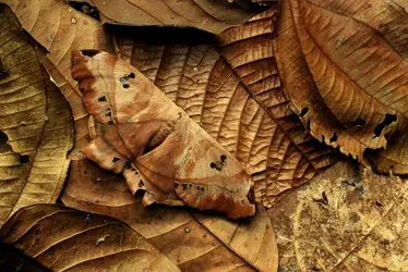 Homochromie chez un papillon - crédits : Art Wolfe/ The Image Bank/ Getty Images