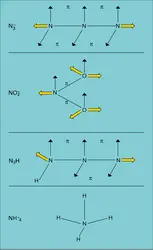 Hybridation - crédits : Encyclopædia Universalis France