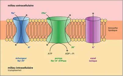 Protéines responsables des gradients ioniques transmembranaires - crédits : Encyclopædia Universalis France