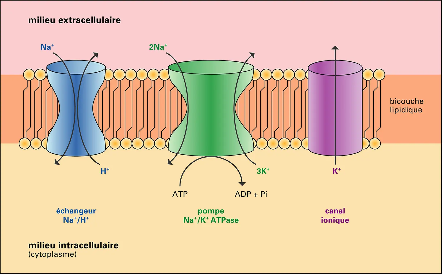 Protéines responsables des gradients ioniques transmembranaires