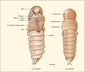 Tenebrio molitor, nymphe - crédits : Encyclopædia Universalis France