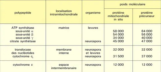 Chaîne respiratoire - crédits : Encyclopædia Universalis France