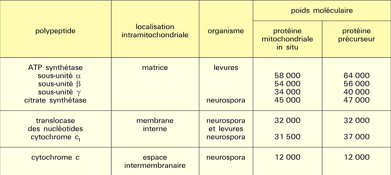 Chaîne respiratoire