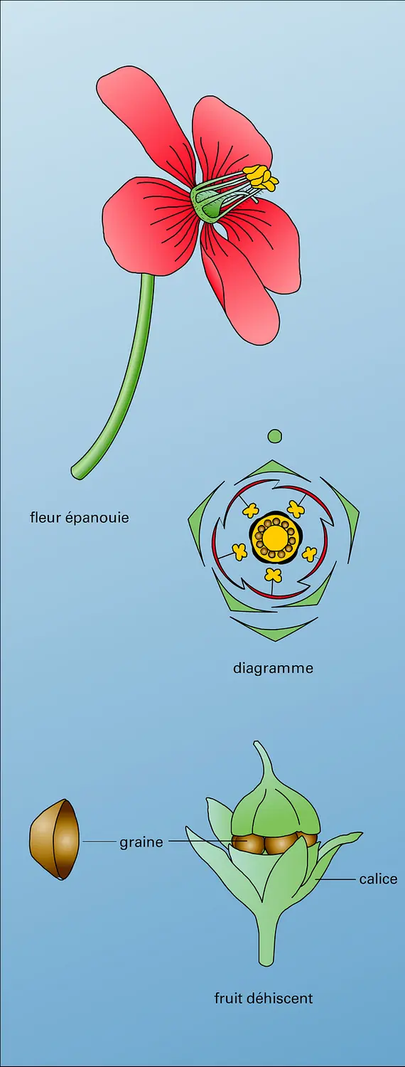 Mouron rouge : fleur et fruit