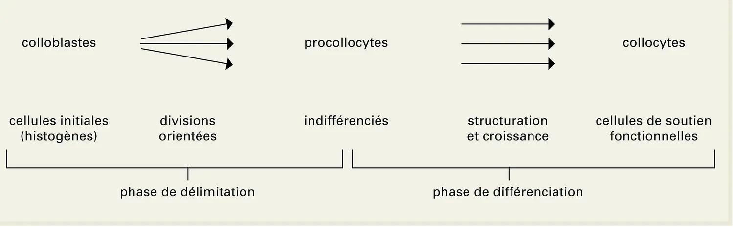 Collenchyme : histogenèse