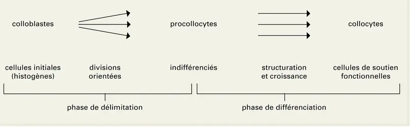 Collenchyme : histogenèse - crédits : Encyclopædia Universalis France