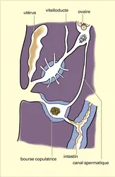 Appareil femelle complexe - crédits : Encyclopædia Universalis France