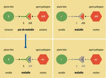 Contournement de la résistance variétale chez une espèce cultivée - crédits : Encyclopædia Universalis France