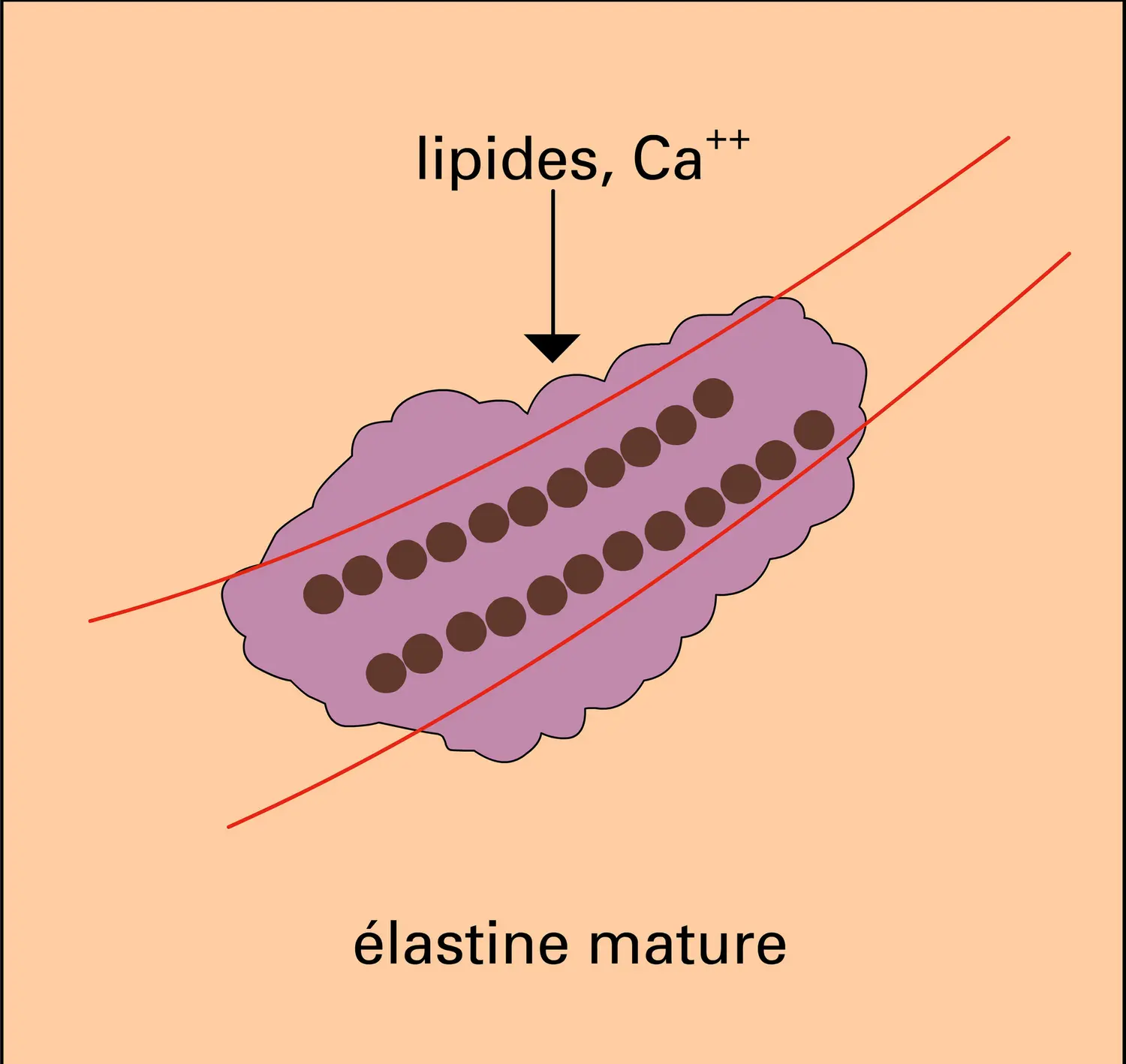 Élastogenèse - vue 2