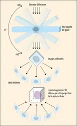 Cryotomographie d’un complexe protéique - crédits : Encyclopædia Universalis France