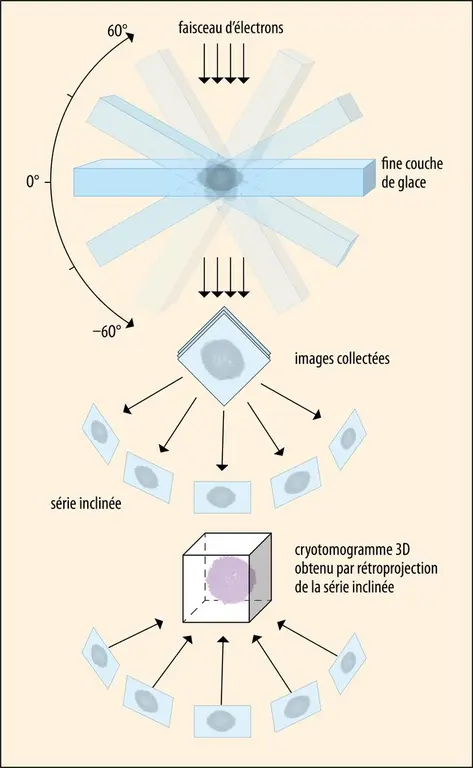 Cryotomographie d’un complexe protéique