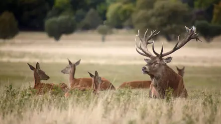 Cerf et biches - crédits : M. Gorpenyuk/ Shutterstock