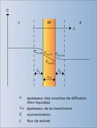 Profil de concentration lors de la dialyse - crédits : Encyclopædia Universalis France