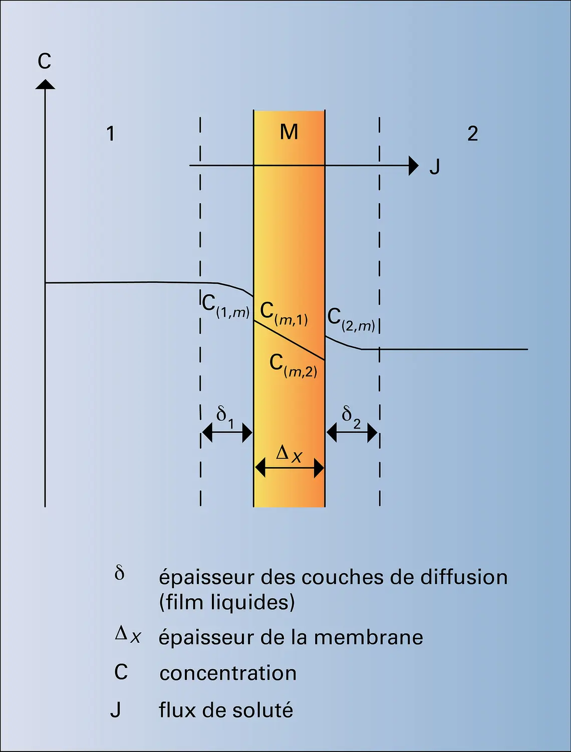 Profil de concentration lors de la dialyse