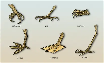 Morphologie de la patte - crédits : Encyclopædia Universalis France