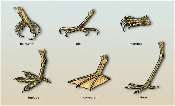 Morphologie de la patte