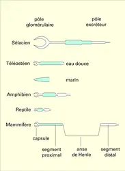 Vertébrés : types de néphrons - crédits : Encyclopædia Universalis France