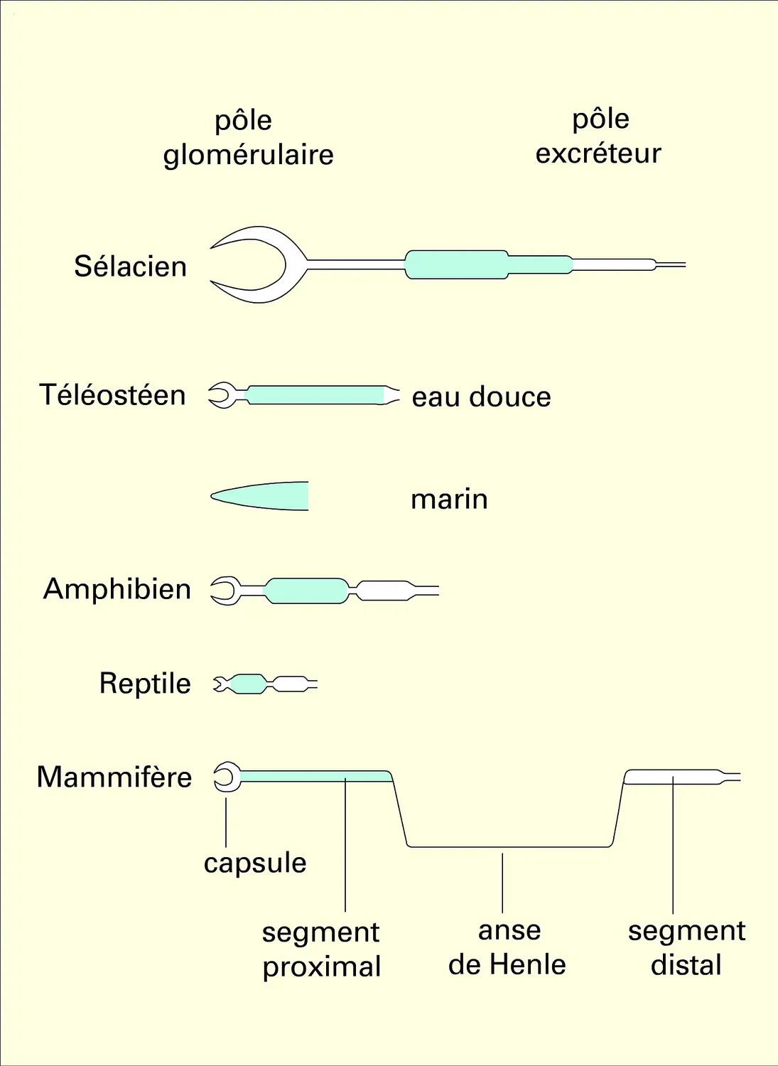 Vertébrés : types de néphrons