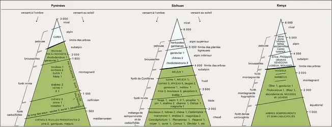 Montagnes : végétations - crédits : Encyclopædia Universalis France