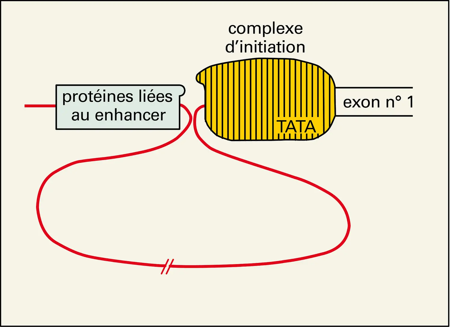 Interaction complexe enhancer-complexe d'initiation