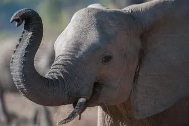 Éléphant d'Afrique - crédits : Wolfgang Kaehler/ LightRocket/ Getty Images