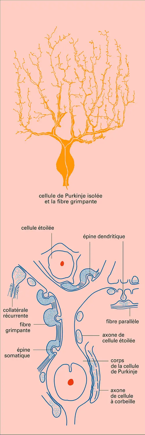 Cellule de Purkinge