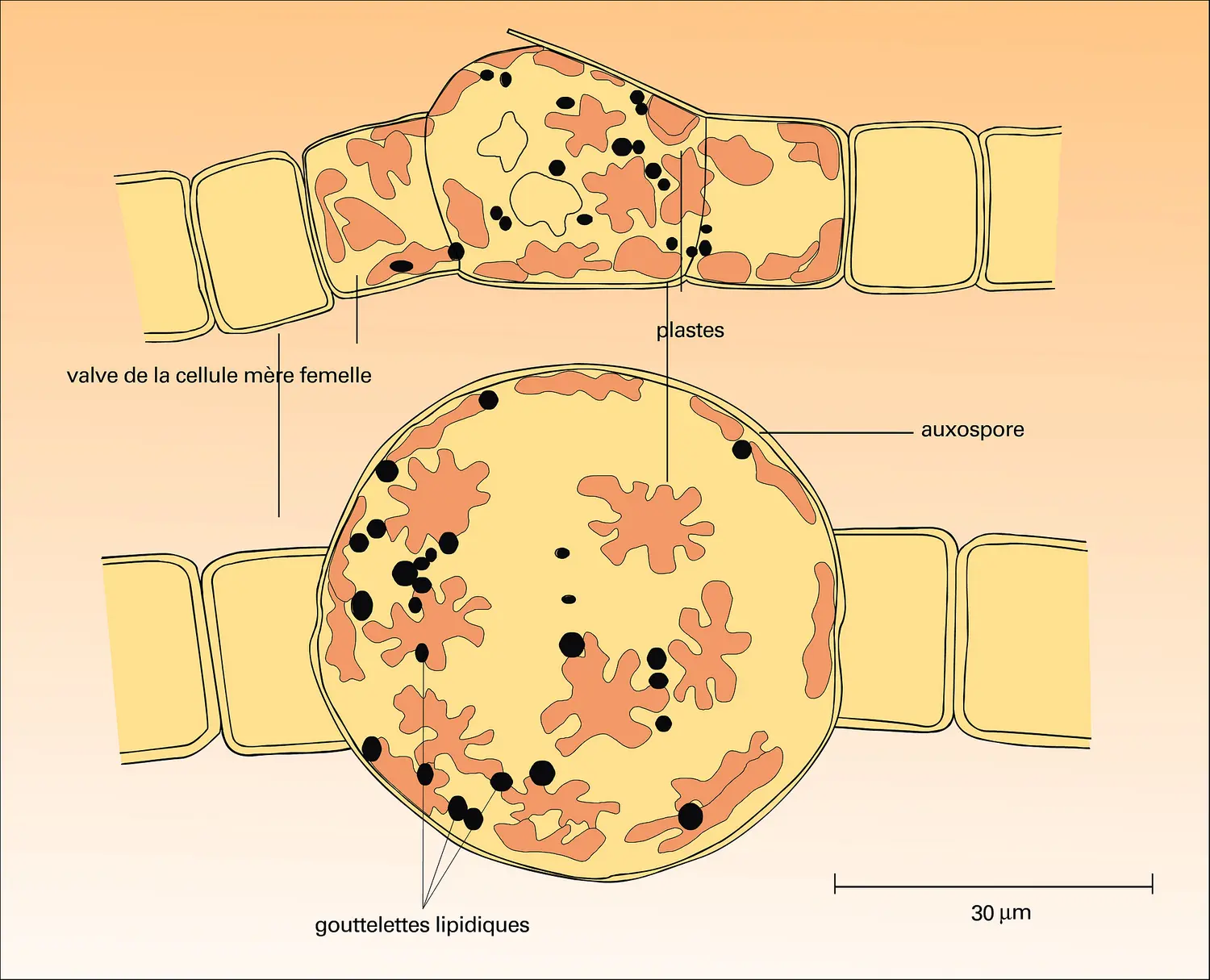 Melosira varians