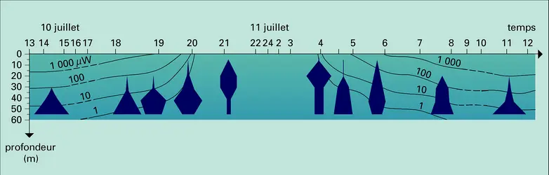 Copépode Metridia lucens : migrations verticales - crédits : Encyclopædia Universalis France