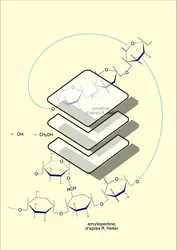 Amidon : structure des molécules - crédits : Encyclopædia Universalis France