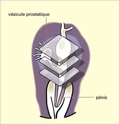 Appareils copulateurs mâles - crédits : Encyclopædia Universalis France