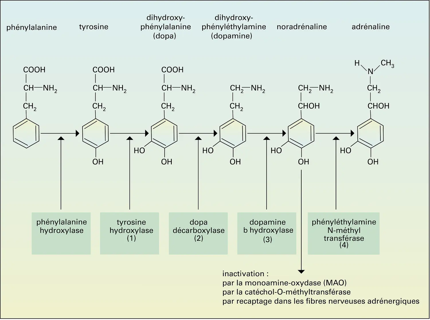 Métabolisme des catécholamines