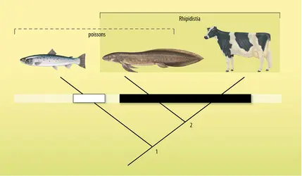Cladistique : la vache, le saumon et le dipneuste - crédits : Encyclopædia Universalis France