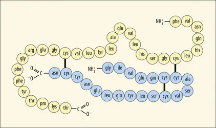 Séquence primaire de l’insuline - crédits : Encyclopædia Universalis France