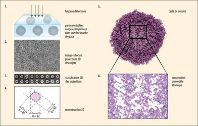 Détermination de la structure 3D d’une macromolécule par cryomicroscopie électronique - crédits : images : E. Neumann/ Institut de biologie structurale ; adaptation : EUF. images et conception : E. Neumann/ Institut de biologie structurale ; adaptation : EUF