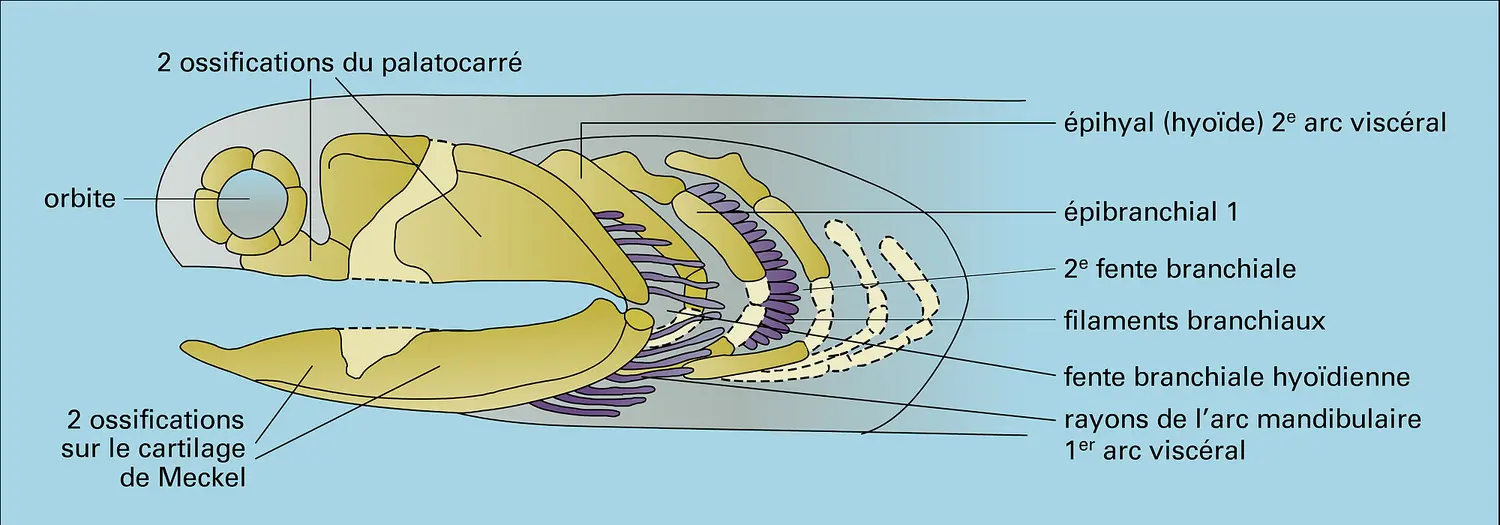 Tête d'Acanthode