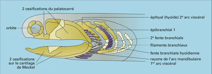 Tête d'Acanthode - crédits : Encyclopædia Universalis France