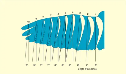 Aile de pigeon - crédits : Encyclopædia Universalis France