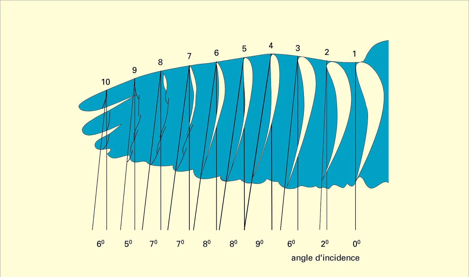 Aile de pigeon