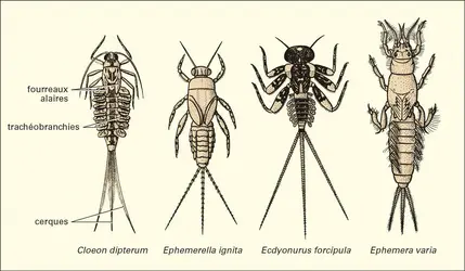 Éphémères : larves - crédits : Encyclopædia Universalis France