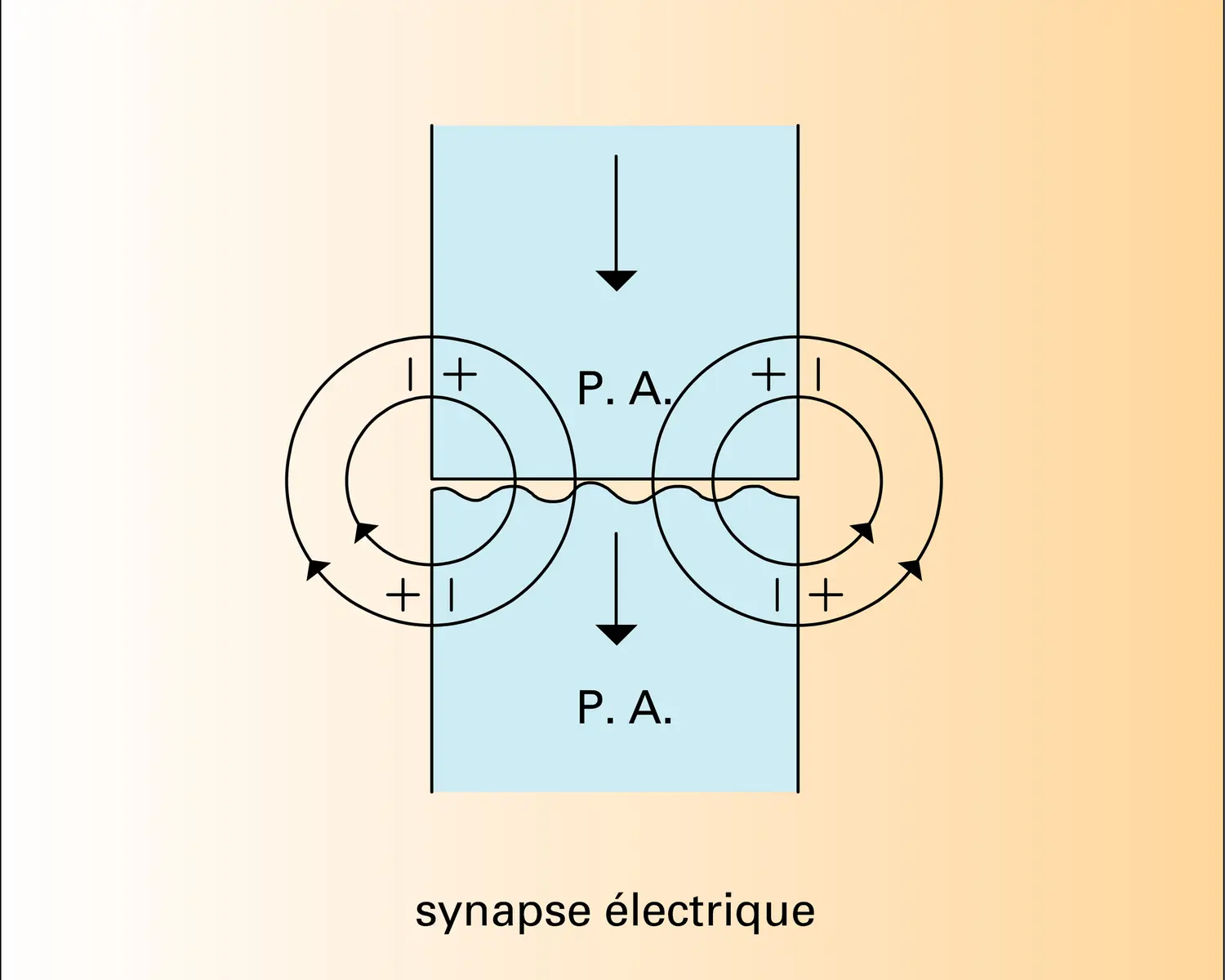 Synapses électriques - vue 2