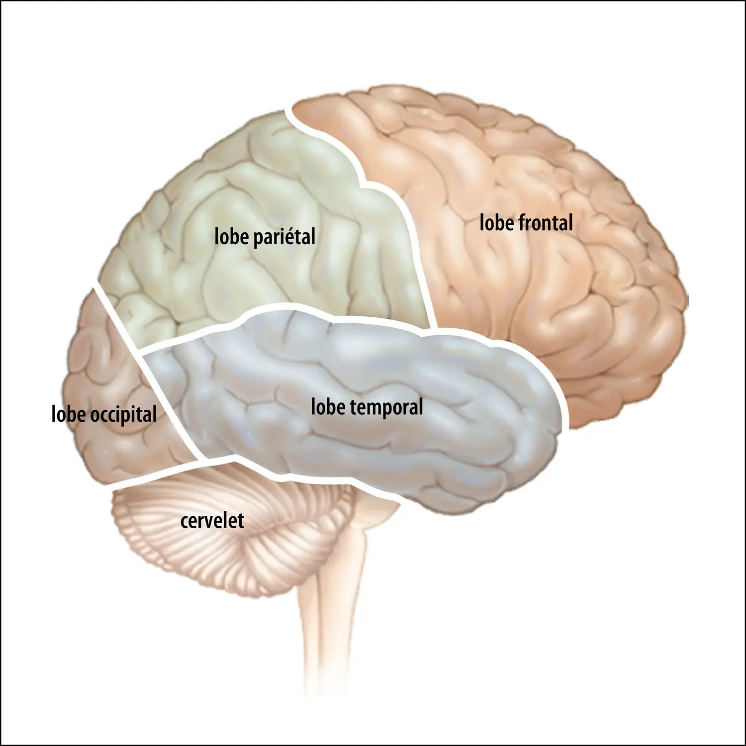 Lobes cérébraux