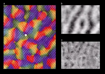 Vision humaine : îlots à cytochrome oxydase abondante dans l'aire V1, modules d'orientation et dominance oculaire - crédits : 2002 by Society for Neuroscience