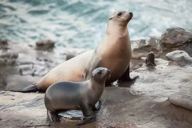 Otaries - crédits : Jennifer Leigh Warner/ Barcroft/ Barcroft Media/ Getty Images