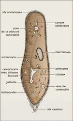 Paramécie - crédits : Encyclopædia Universalis France