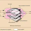 Appareils circulatoires : exemples - crédits : Encyclopædia Universalis France