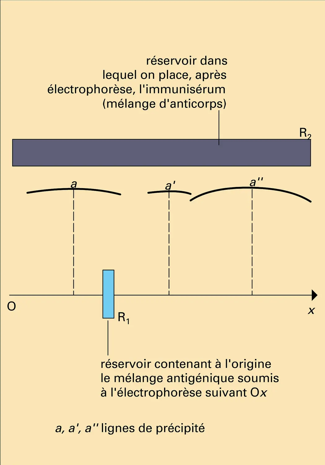 Diagramme immuno-électrophorétique